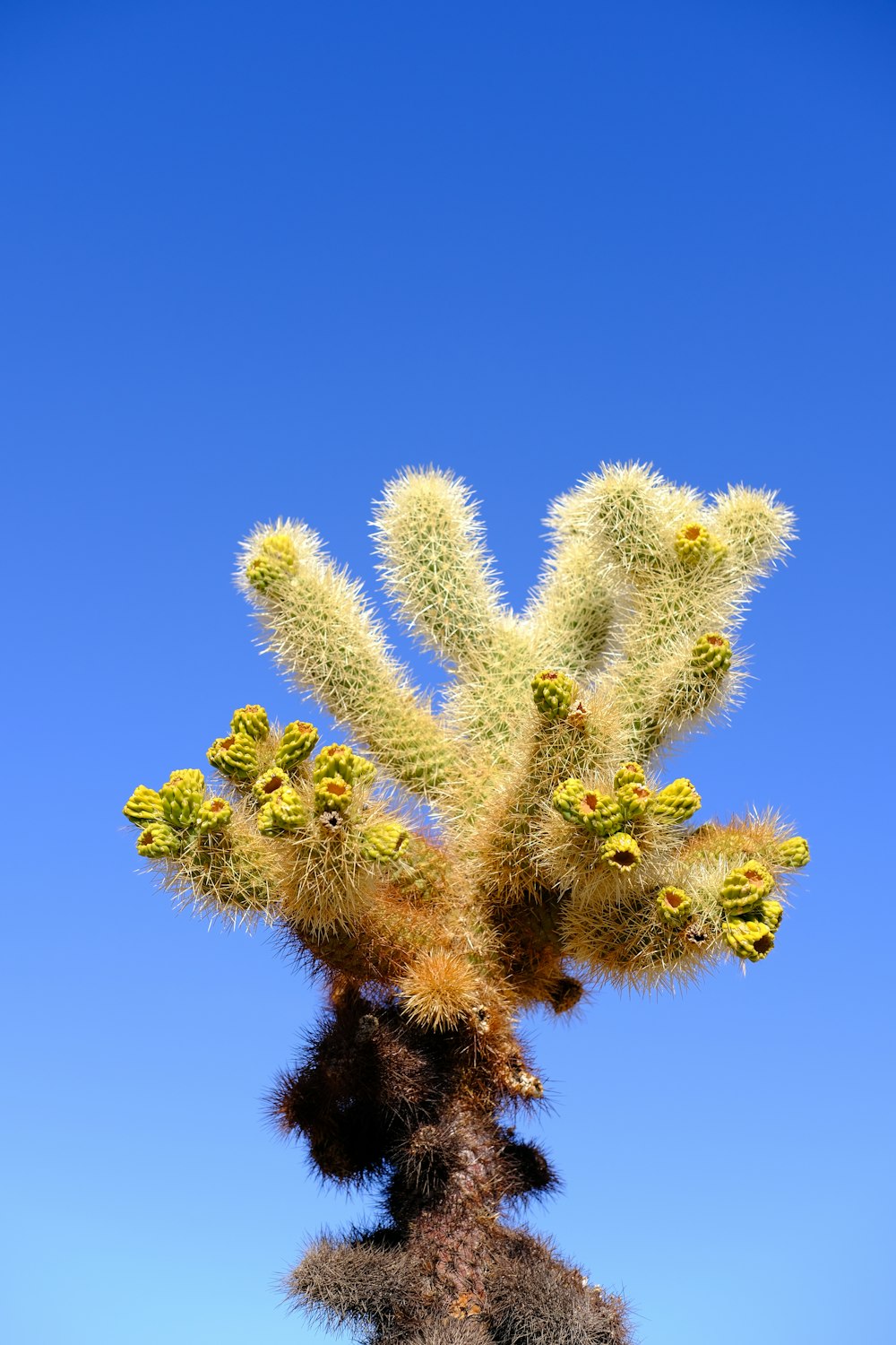 a large cactus with yellow flowers on a clear day