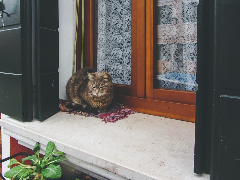 a cat sitting on a ledge in front of a door