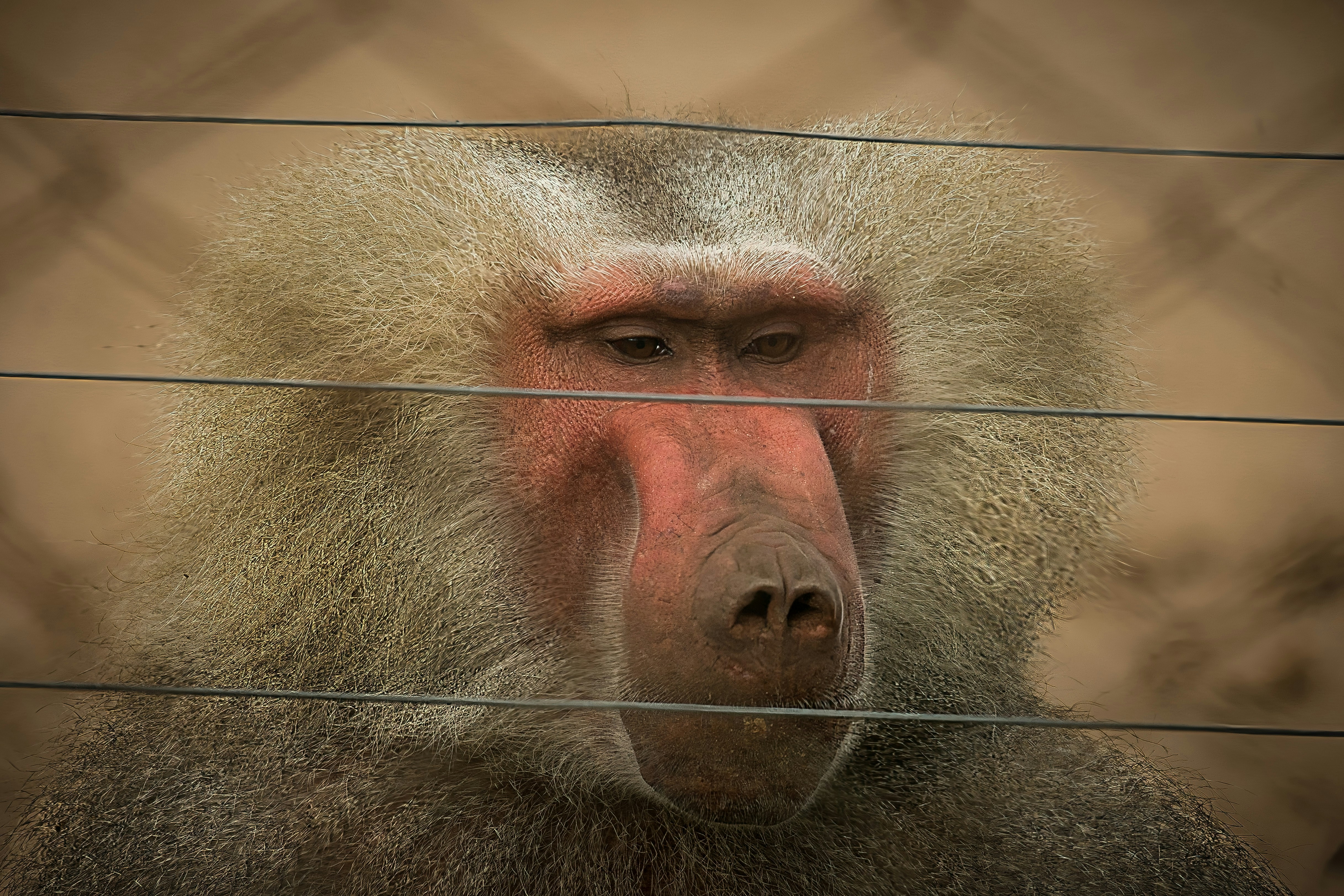a close up of a baboon behind a wire fence