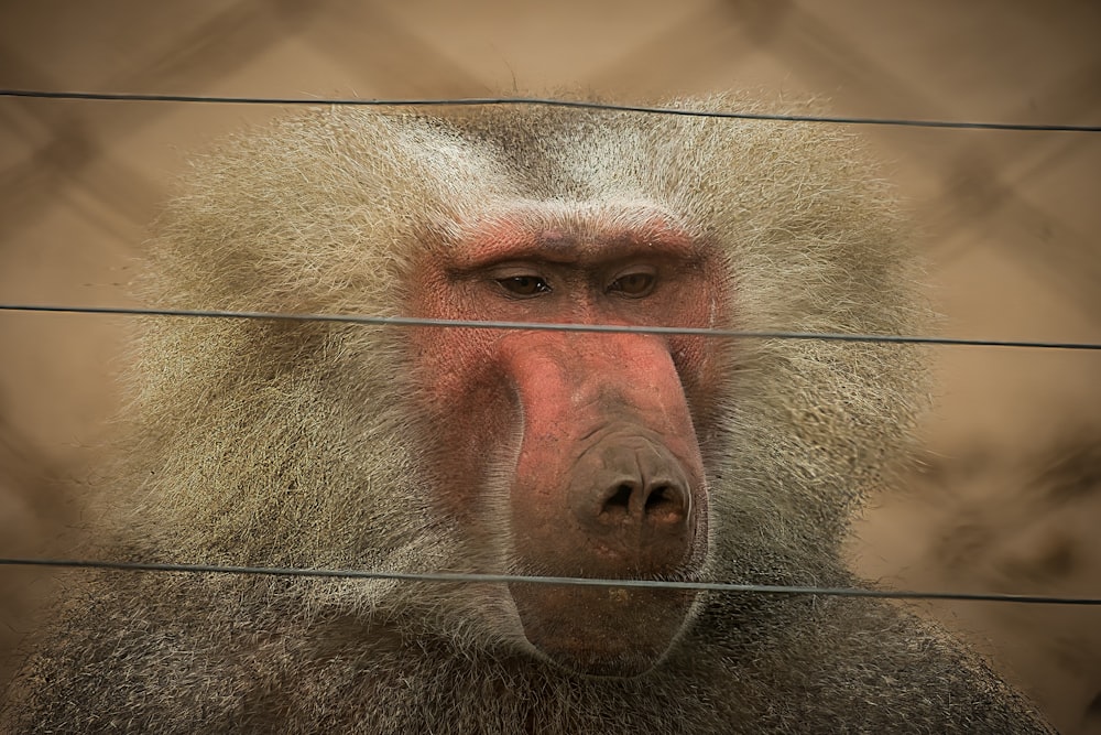 a close up of a baboon behind a wire fence