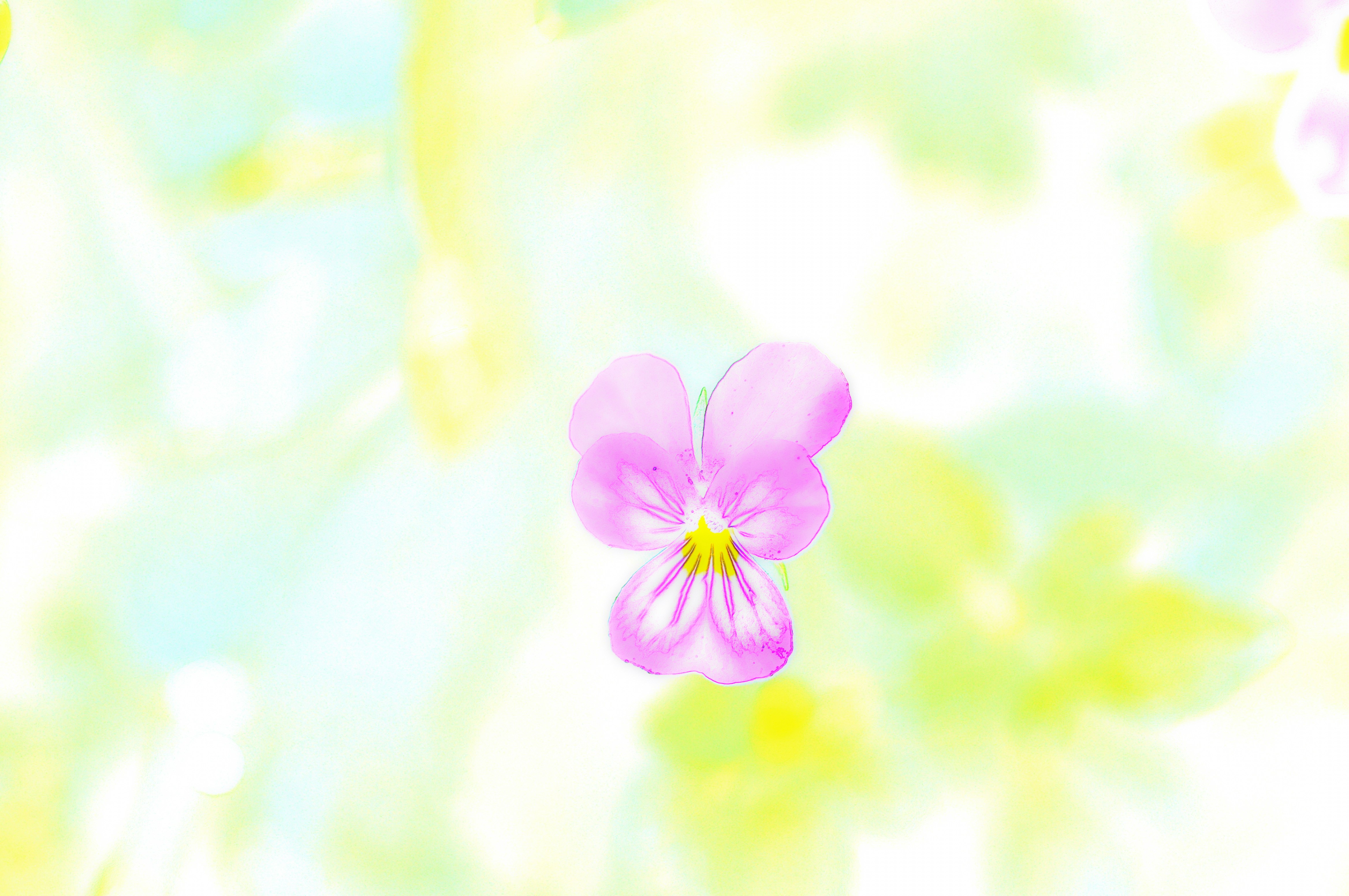 Whimsical Floral Print