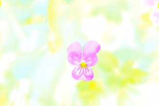 Soft pastel-colored background with elegant floral accents