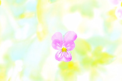 Soft pastel-colored background with elegant floral accents