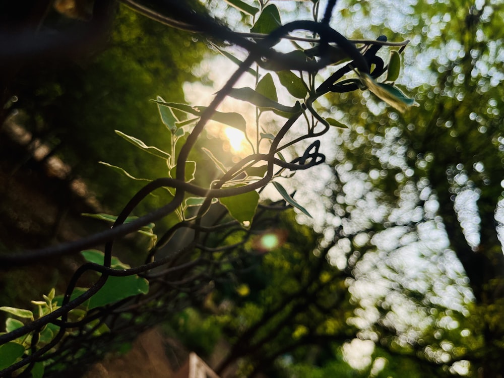 the sun shines through the branches of a tree