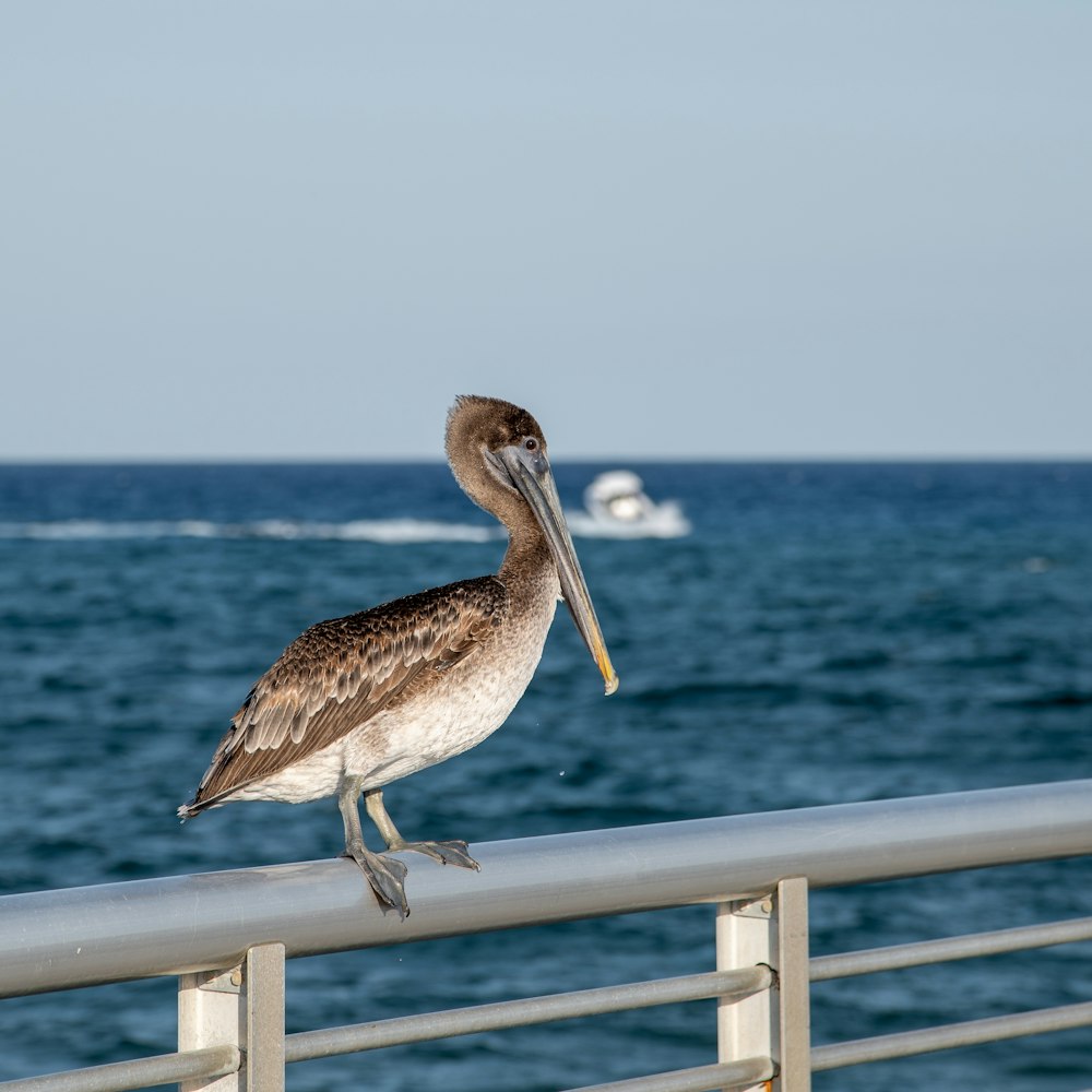 a brown and white bird standing on a railing near the ocean