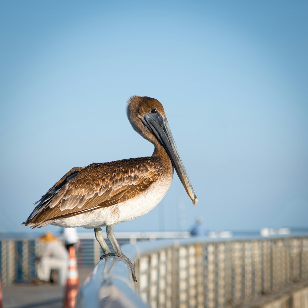 a brown and white bird sitting on top of a metal rail