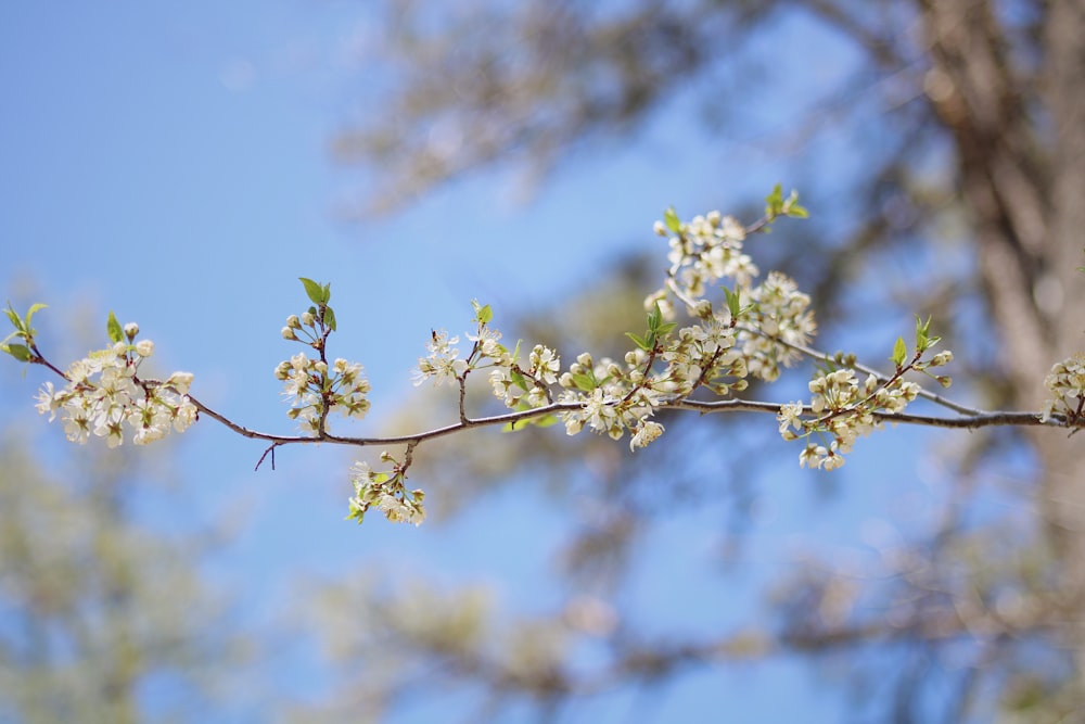 a branch of a tree with white flowers