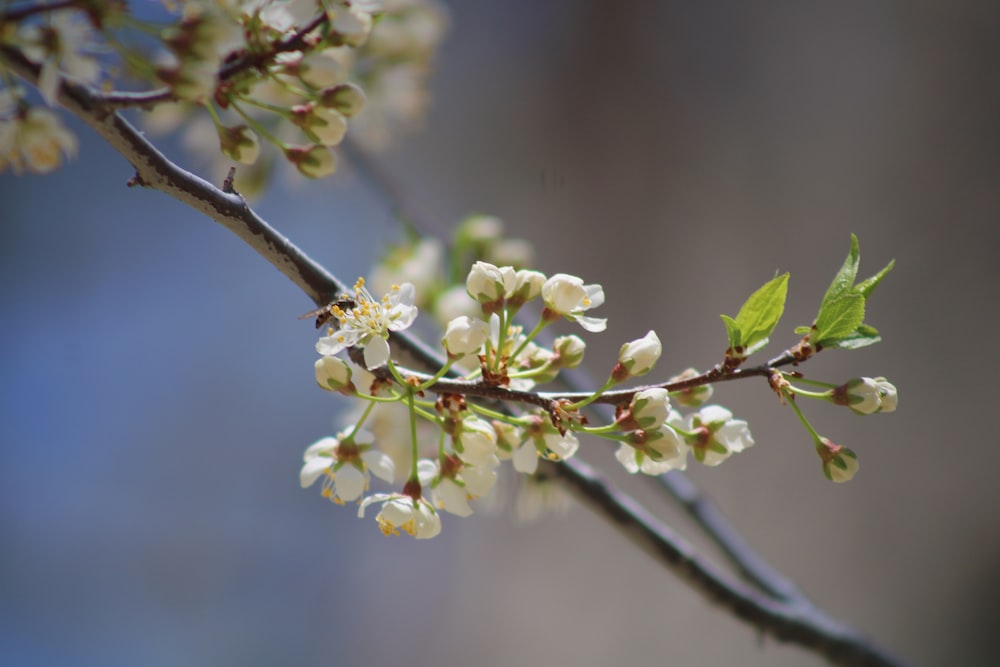 a branch with white flowers and green leaves