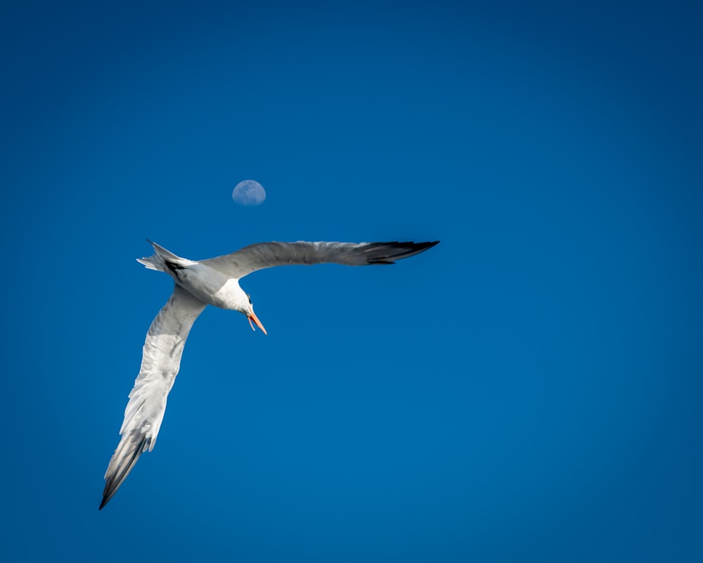 a seagull flying in the sky with a half moon in the background