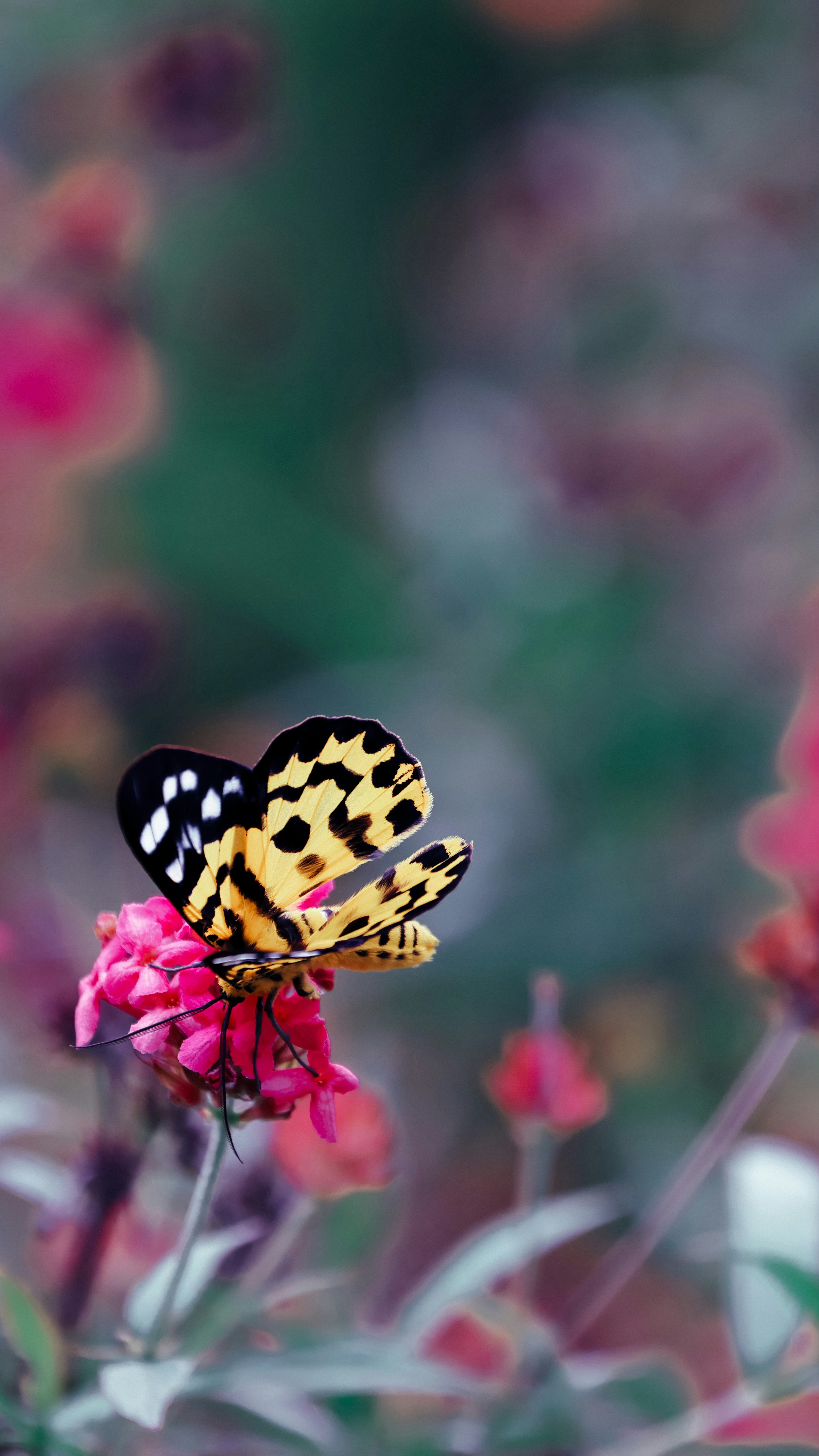 Photo by dickenslin76