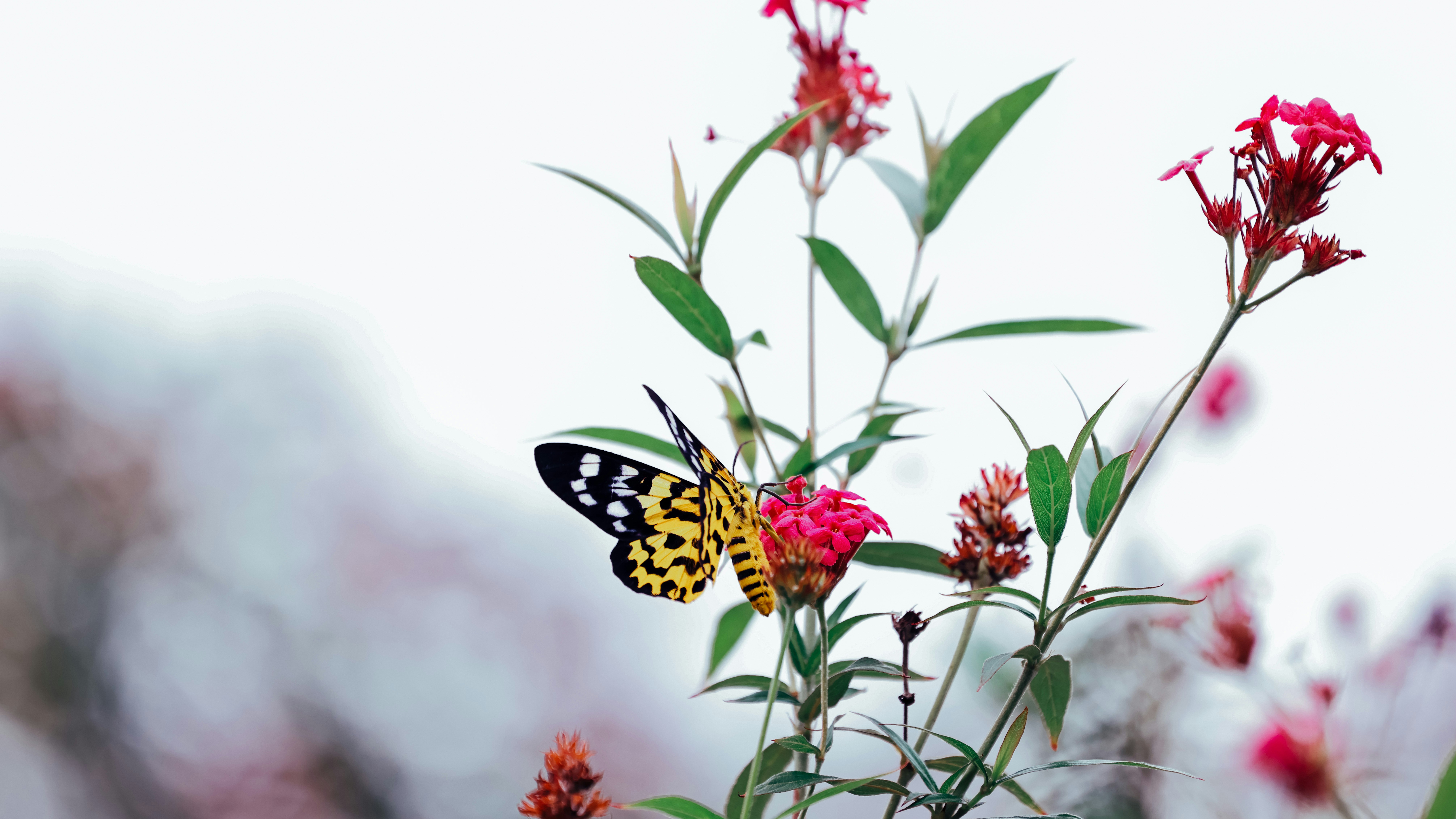 Photo by dickenslin76