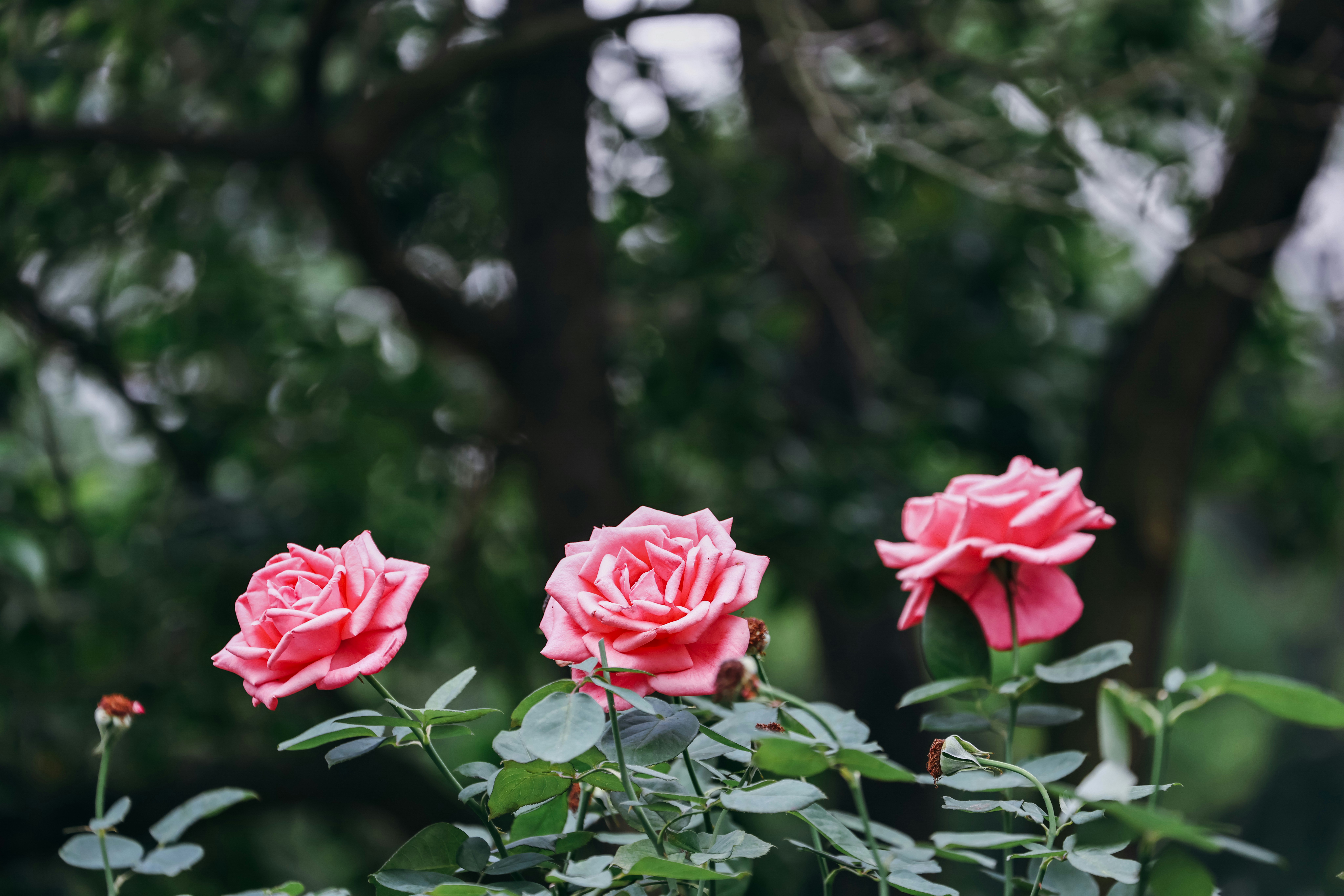 Photo by dickenslin76