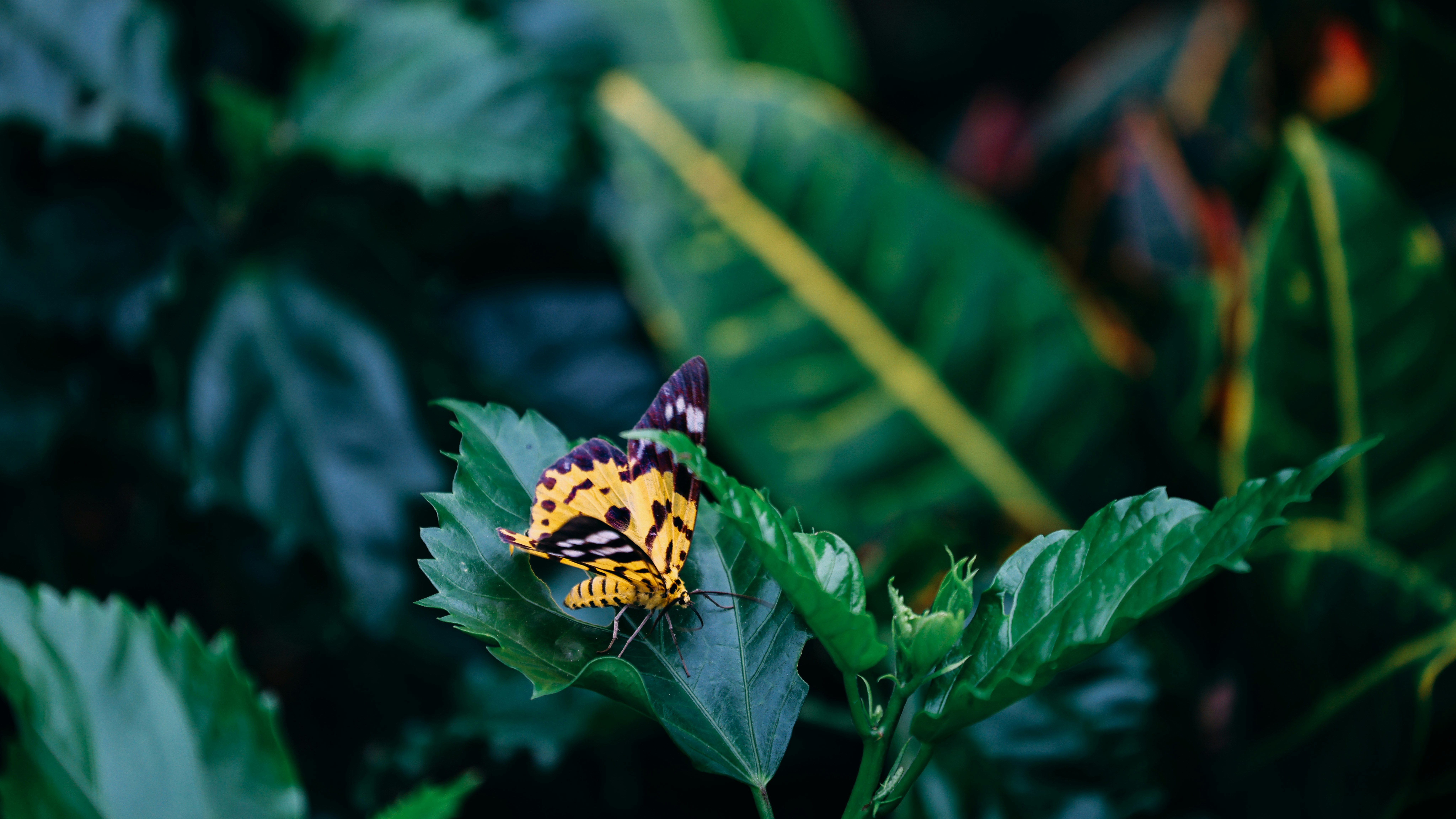 Photo by dickenslin76