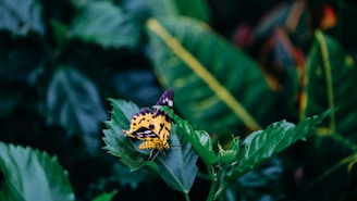 Close-up of vibrant Amazonian flora with a butterfly resting on a leaf.