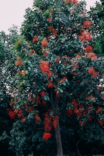 a tree with red flowers in a park