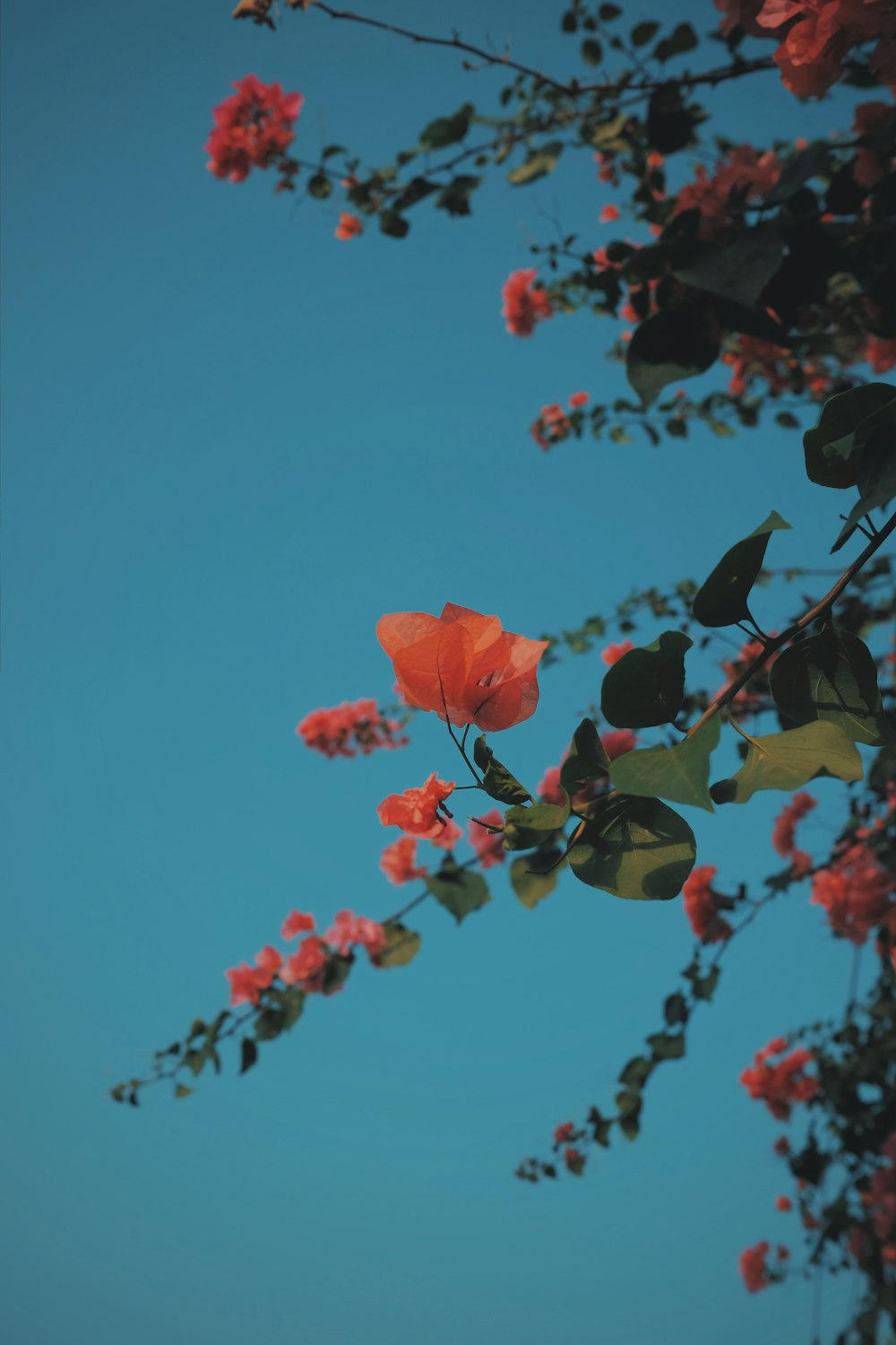 a tree branch with red flowers against a blue sky