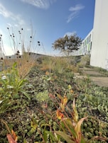 A landscaped garden area with various types of grasses and small plants under a clear blue sky. On the right, a modern building with vertical windows stands alongside the greenery. A single tree is visible in the background, adding height and contrast to the composition.
