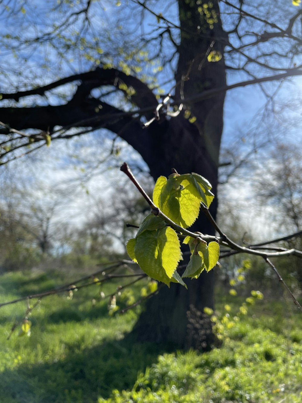 a leafy tree in the middle of a grassy field