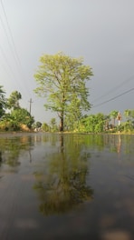 a large body of water with trees in the background