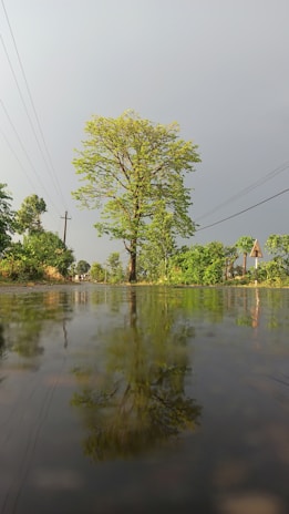a large body of water with trees in the background