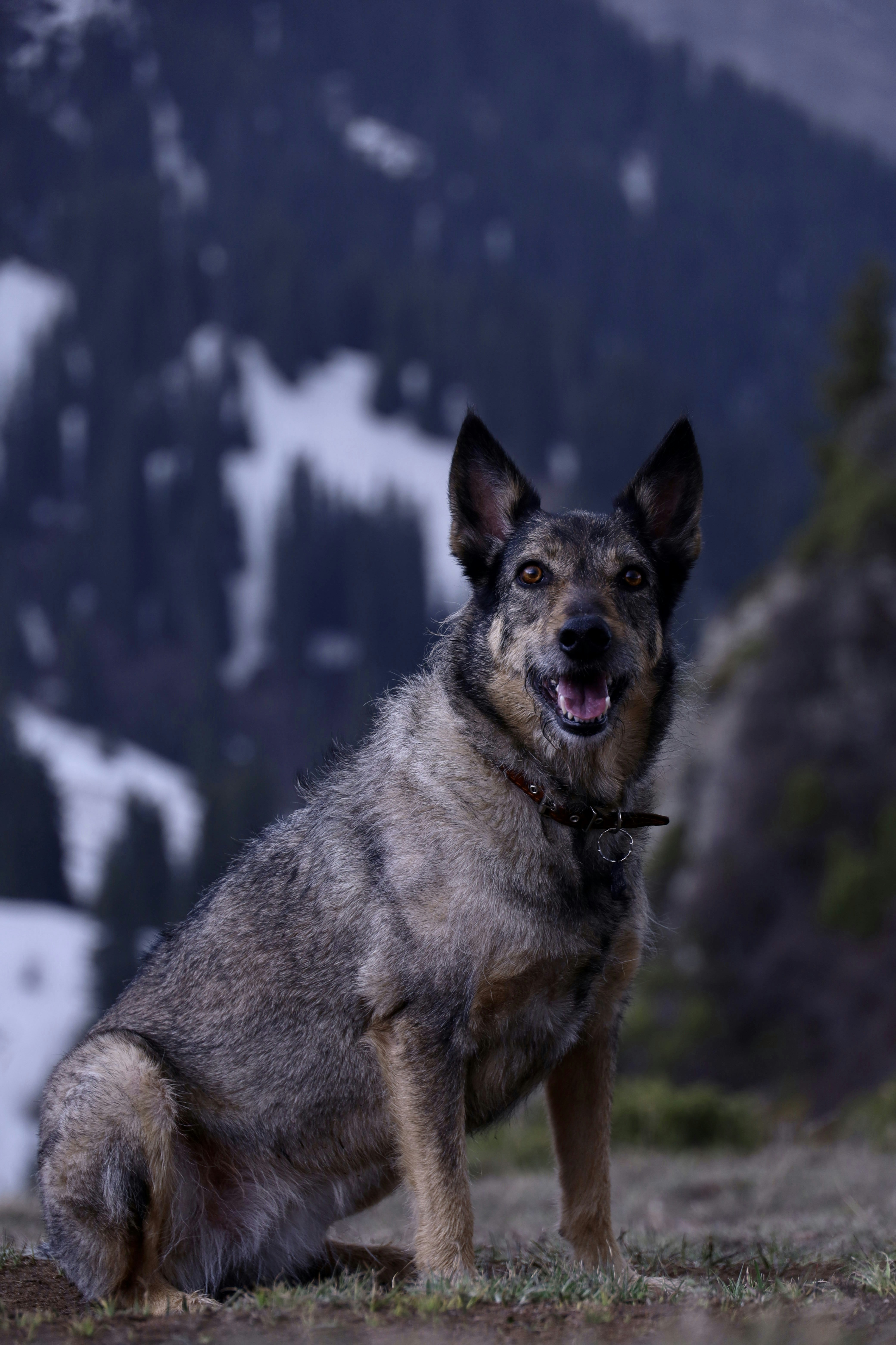 A dark grey shepherd-type dog sits in a field with a dark mountain behind it.