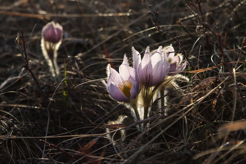 a couple of flowers that are in the grass