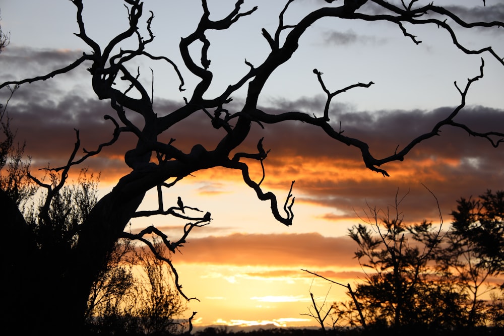 a silhouette of a tree against a sunset