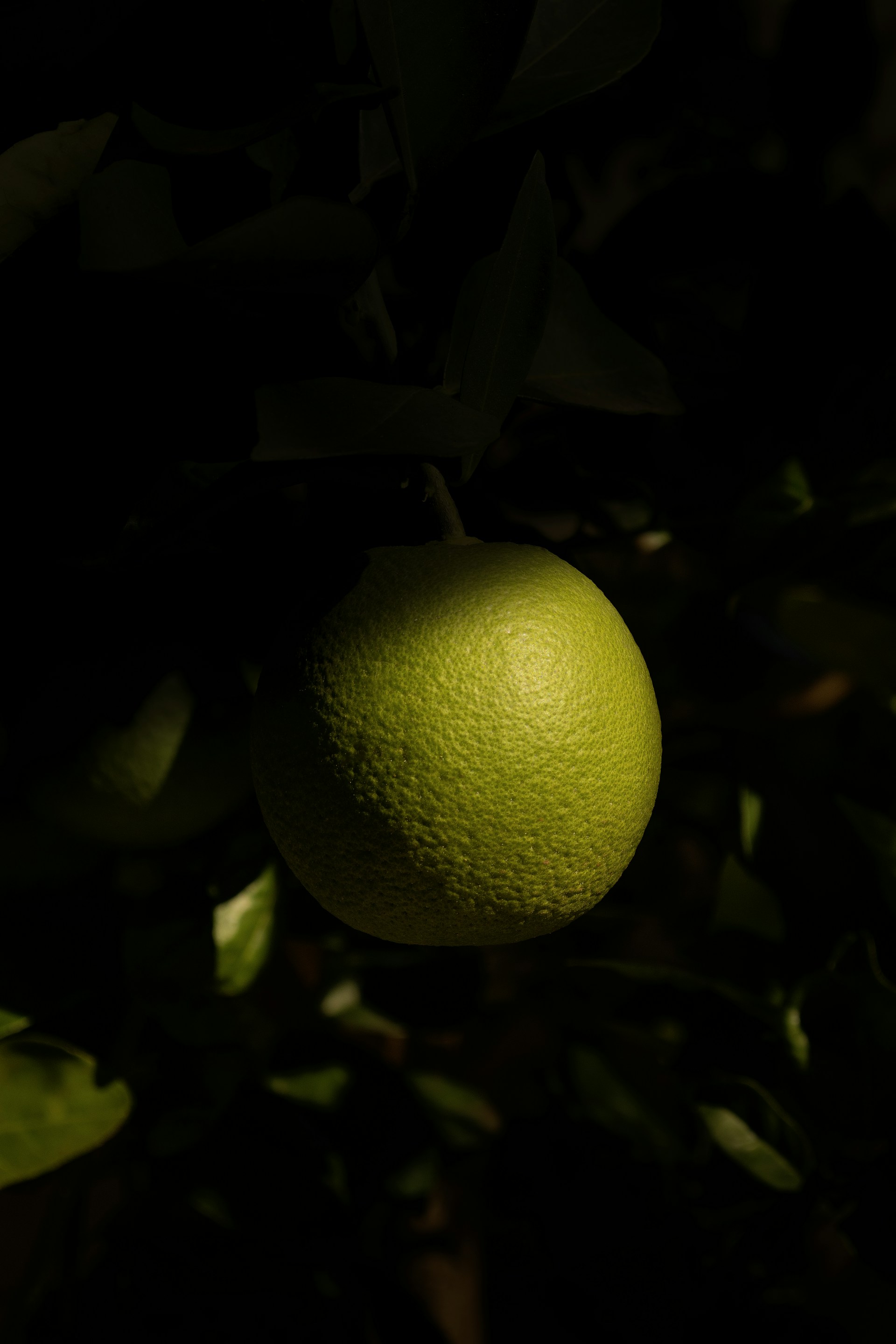 an orange hanging from a tree with leaves