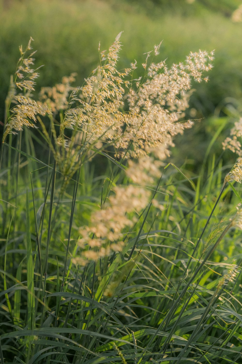 a bunch of tall grass in a field