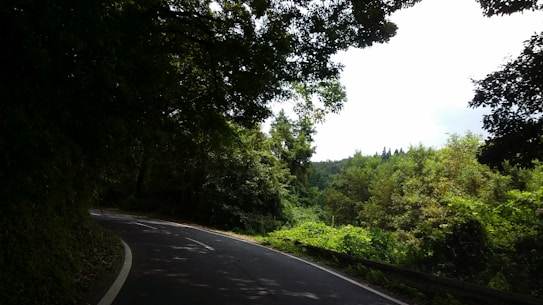 A winding road passes through a lush, densely forested area with abundant greenery. Sunlight filters through the thick canopy of trees, creating dappled light patterns on the road.