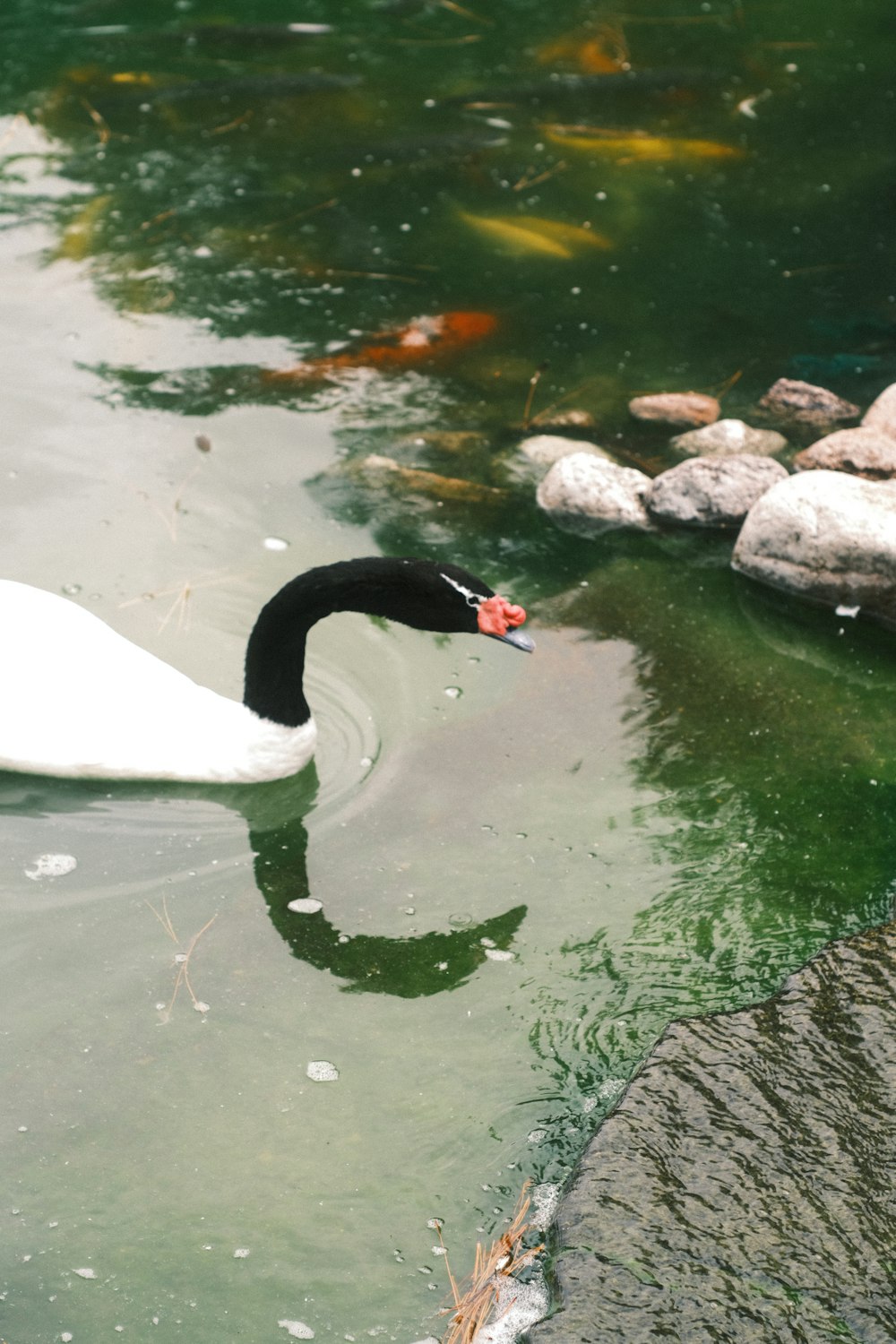 a black and white swan swimming in a pond
