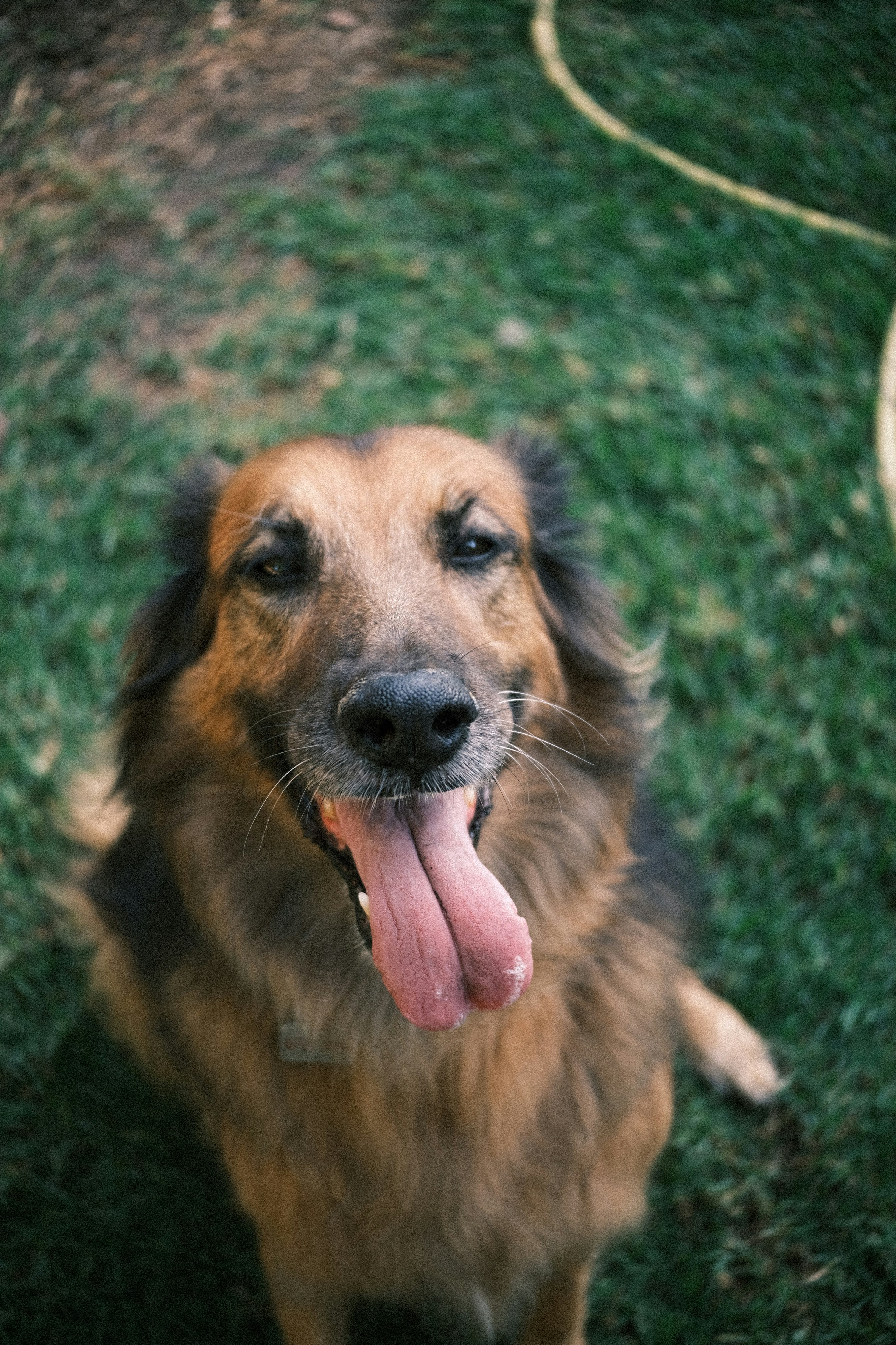 a close up of a dog with its tongue hanging out