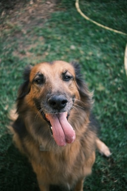 A friendly dog sitting in a sunny park, looking curiously at the camera.