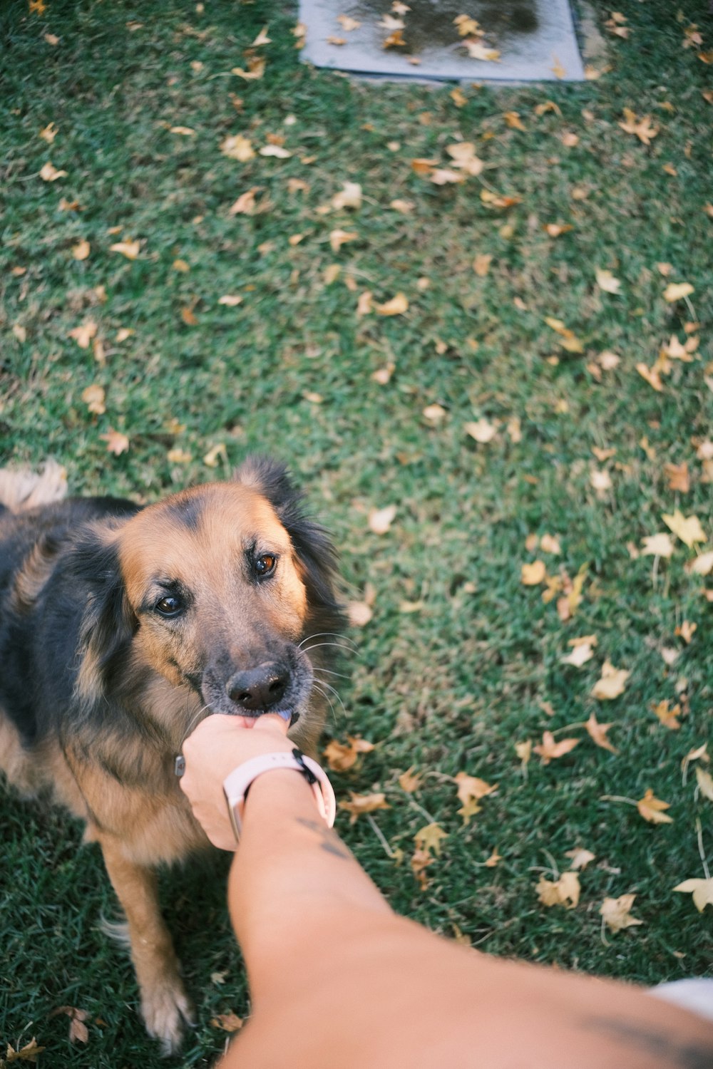 a person holding a dog's hand in the grass