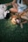 A person sits on green grass, petting two dogs. One dog has a brown coat, is lying on its back with its mouth open, appearing to be smiling. The other dog, with white and black fur, is being petted on its head. The person wears a sleeveless top and shorts, with a tattoo visible on their arm.
