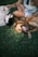 A person sits on green grass, petting two dogs. One dog has a brown coat, is lying on its back with its mouth open, appearing to be smiling. The other dog, with white and black fur, is being petted on its head. The person wears a sleeveless top and shorts, with a tattoo visible on their arm.