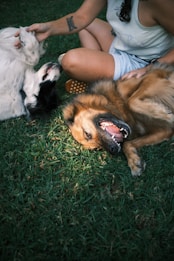 A person sits on green grass, petting two dogs. One dog has a brown coat, is lying on its back with its mouth open, appearing to be smiling. The other dog, with white and black fur, is being petted on its head. The person wears a sleeveless top and shorts, with a tattoo visible on their arm.