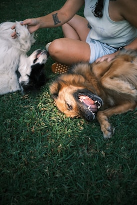 A person sits on green grass, petting two dogs. One dog has a brown coat, is lying on its back with its mouth open, appearing to be smiling. The other dog, with white and black fur, is being petted on its head. The person wears a sleeveless top and shorts, with a tattoo visible on their arm.