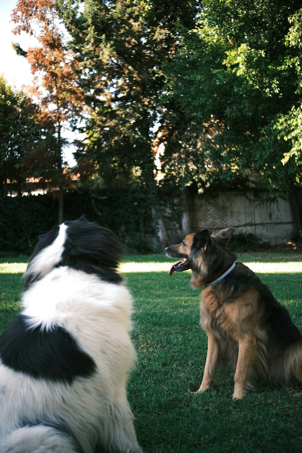 a couple of dogs sitting on top of a lush green field