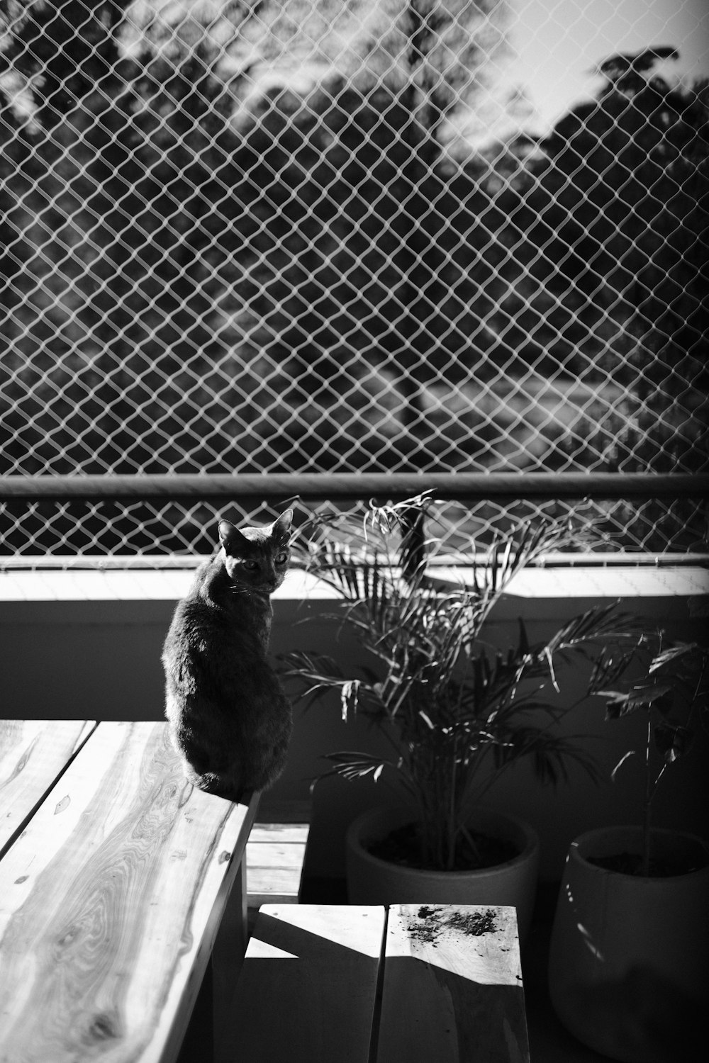 a black and white photo of a cat sitting on a bench