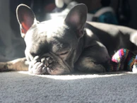 A peaceful French Bulldog napping in a sunbeam next to a stack of favorite care products.