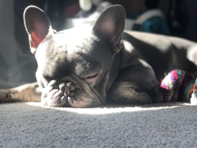 A serene moment of a French Bulldog resting on a soft blanket.
