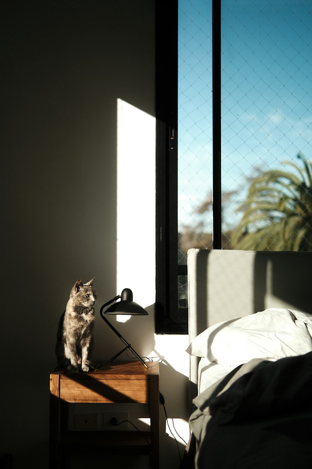 a cat sitting on a table in a room