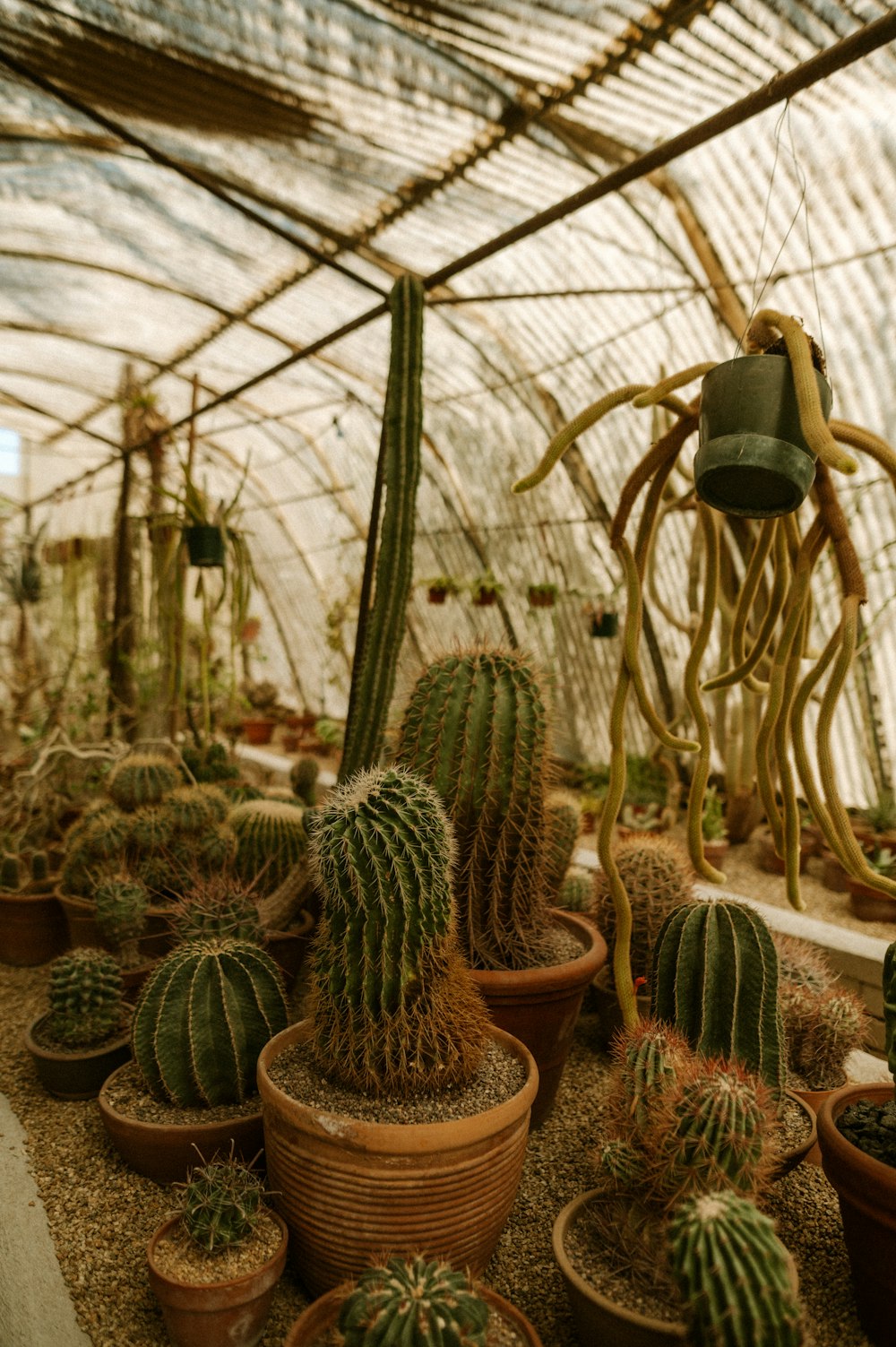 a group of cactus plants in a greenhouse