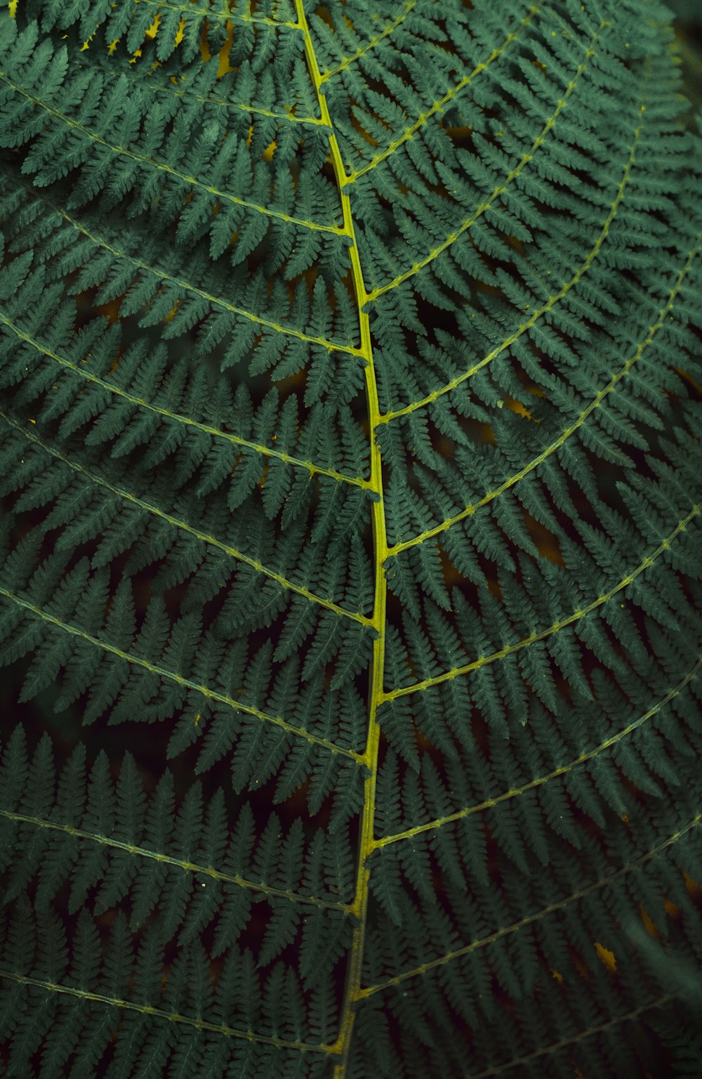 um close up de uma folha verde com linhas amarelas