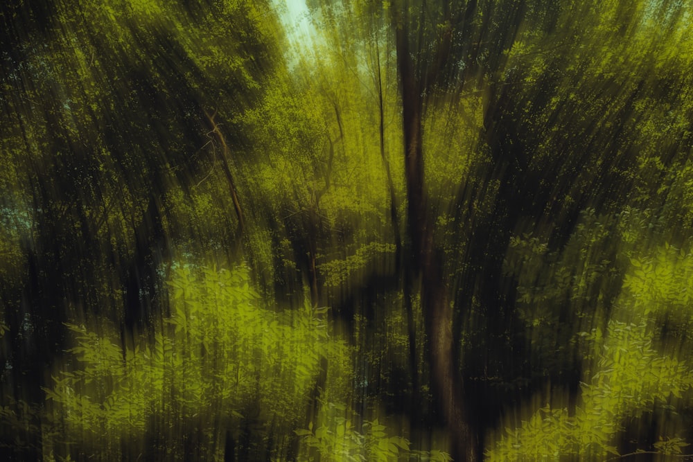 uma foto desfocada de árvores em uma floresta