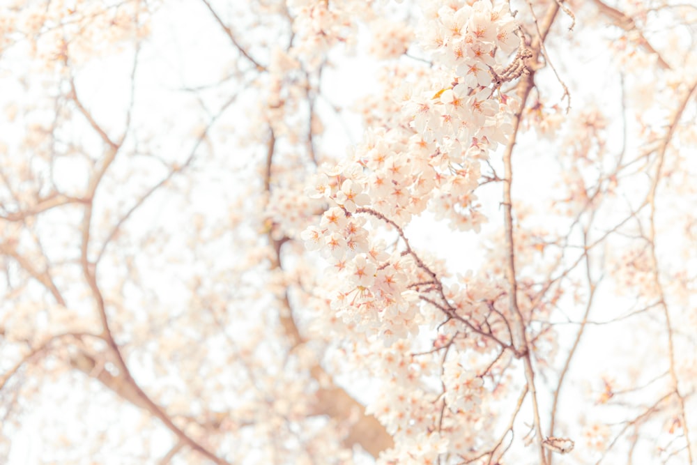 a close up of a tree with white flowers