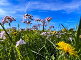 A vibrant meadow filled with blooming wildflowers, predominantly featuring small purple and yellow flowers against a backdrop of lush green grass. The sky above is a clear, bright blue with few wispy clouds, suggesting a sunny day.