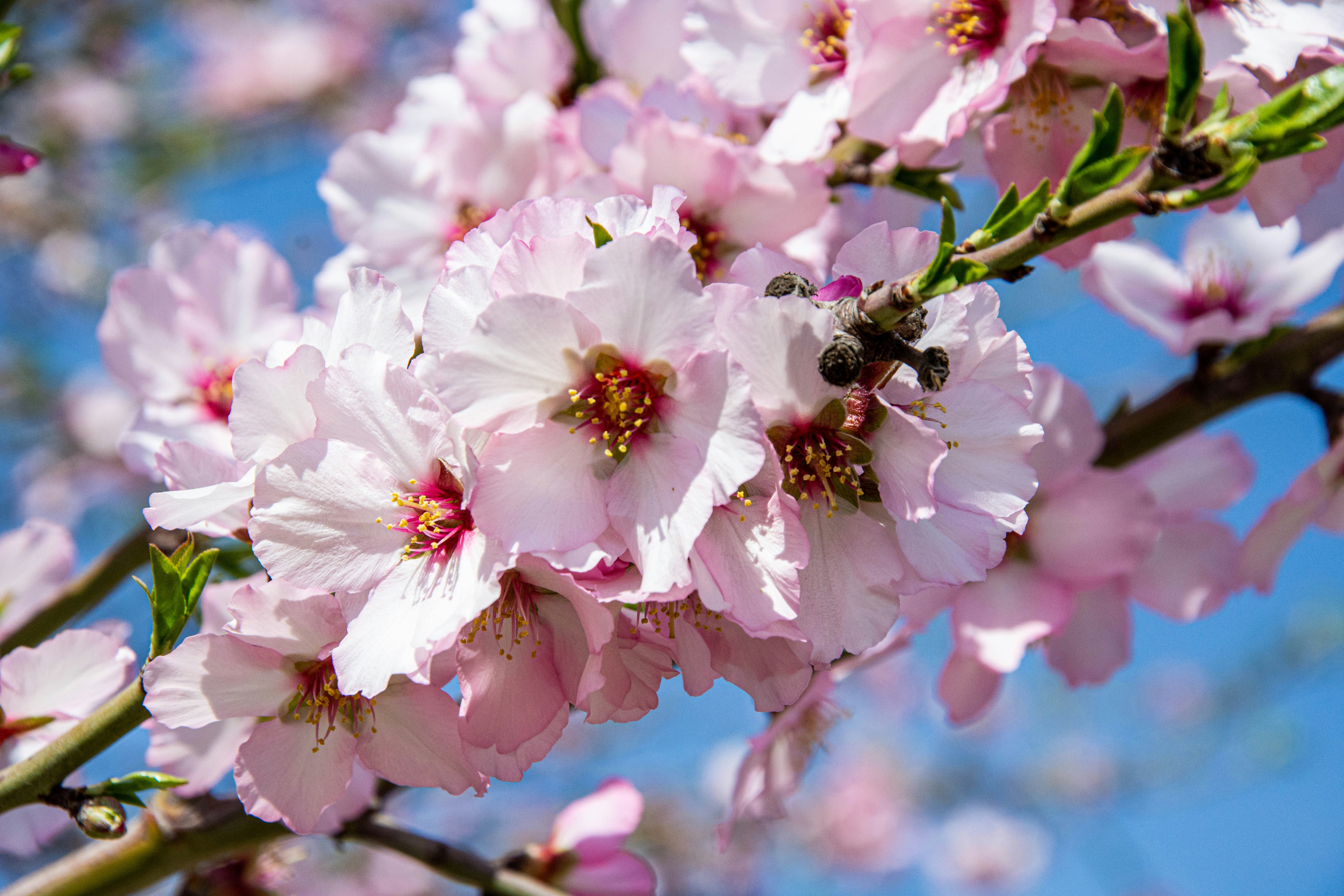 a bunch of pink flowers on a tree