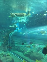 A colorful aquarium setup with plants and a turtle swimming peacefully.